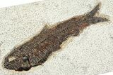 Detailed Fossil Fish (Knightia) with Twig - Large For Species #356799-1